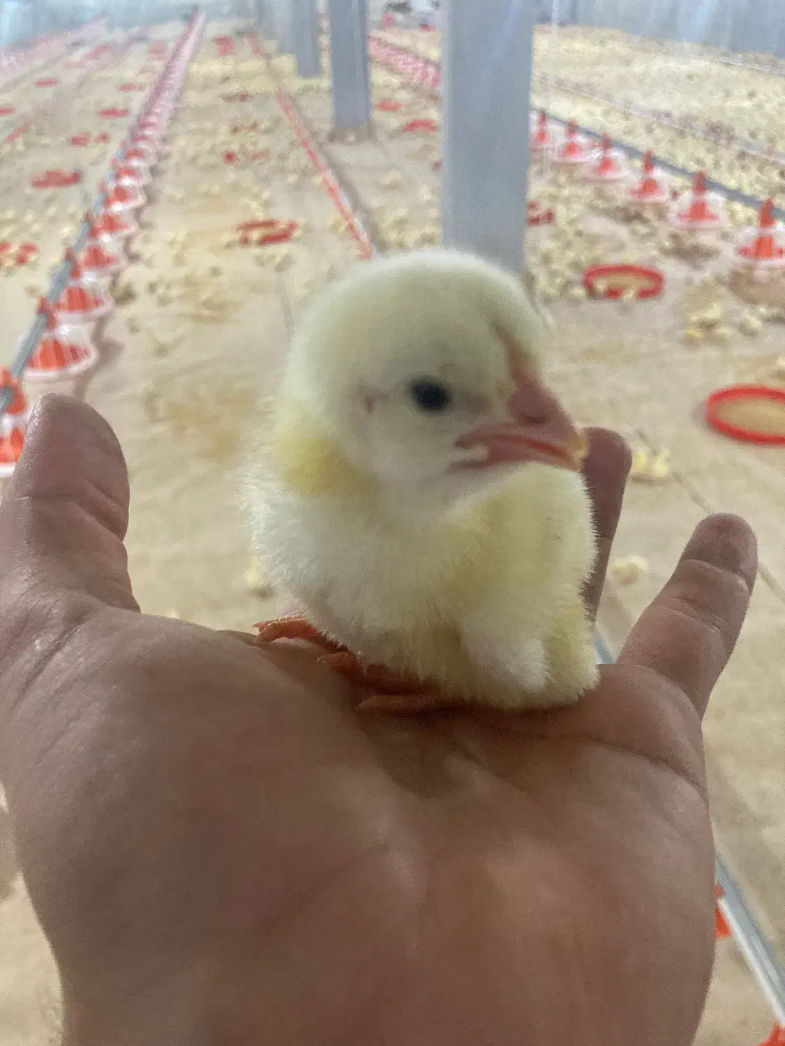 نیروی کار مرغداری|استخدام صنعتی، فنی، مهندسی|بندر گز, |دیوار