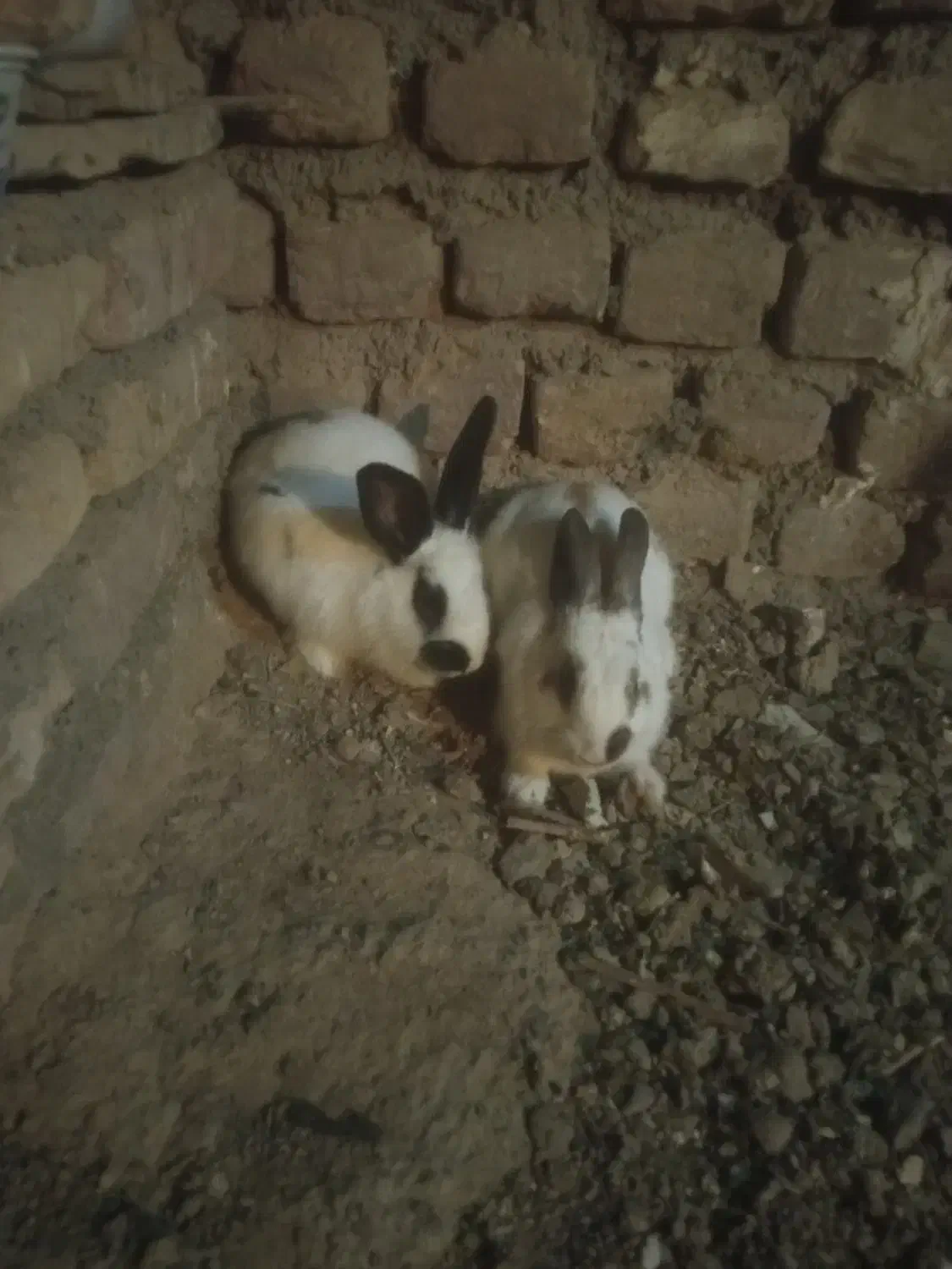 خرگوش|موش و خرگوش|گناباد, |دیوار