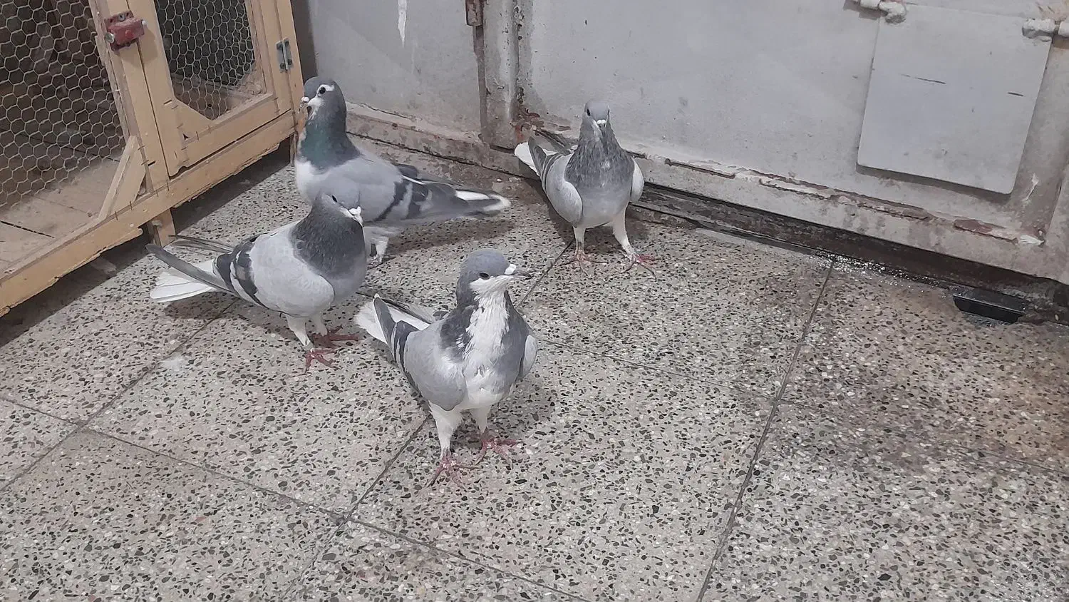 کبوتر دمگیر خرقه وپلاکی مسافتی|پرنده|برخوار, |دیوار