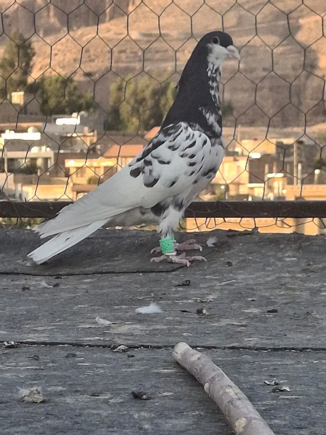 یال سیاه|پرنده|شیراز, تل حسین‌آباد|دیوار