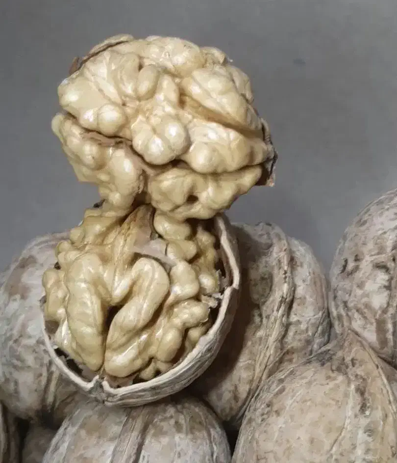 گردوی ناب|خوردنی و آشامیدنی|میاندوآب, |دیوار