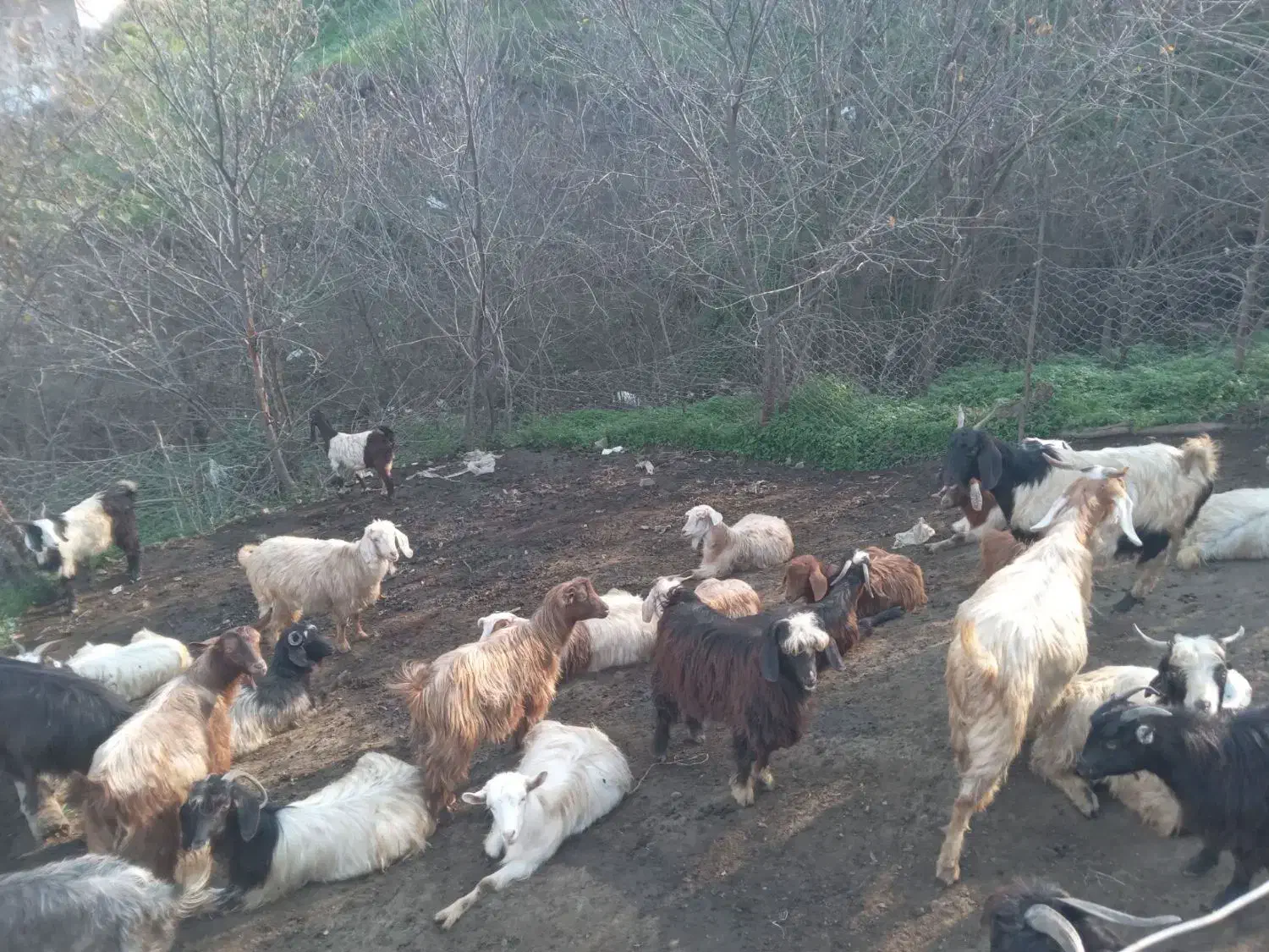 بزوبزغاله برای فروش ۳۶عدد|حیوانات مزرعه|گرمی, |دیوار