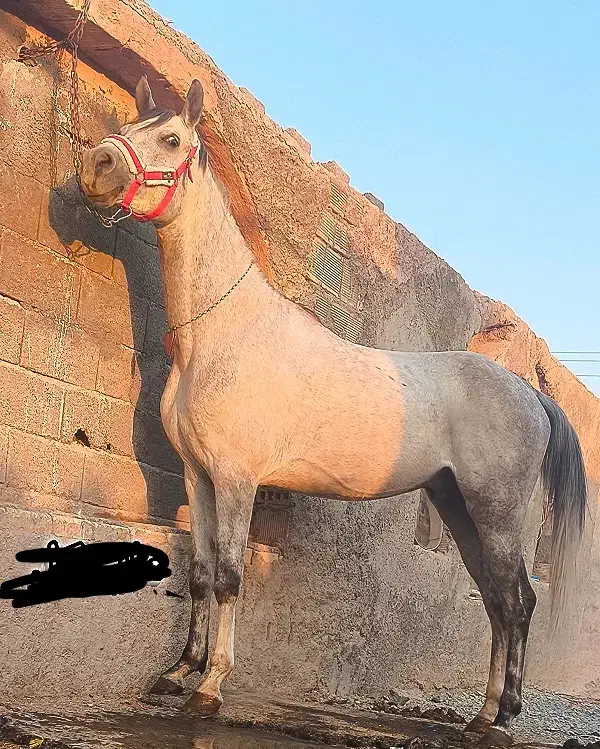 کشش نریون شش دانگ عرب مصری دوسر وارداتی جهت کشش|اسب و تجهیزات اسب‌سواری|فلاورجان, |دیوار