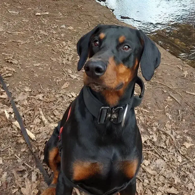 واگذاری دوبرمن مولد|سگ|زنجان, |دیوار