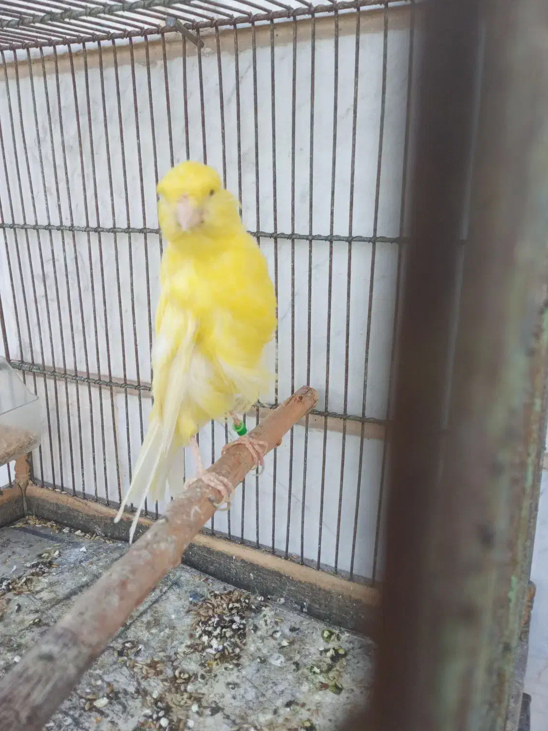 قناری ماده|پرنده|شهریار, شهریار|دیوار