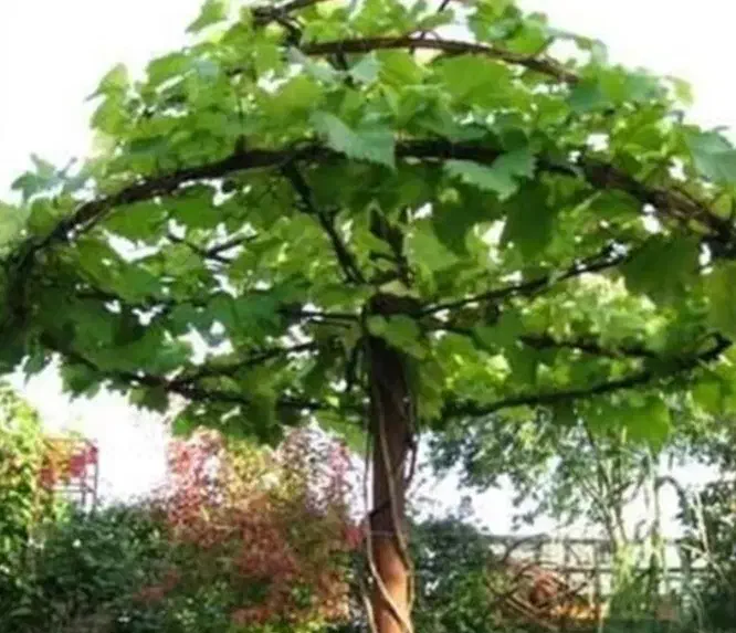 جوشکاری|مصالح و تجهیزات ساختمان|سبزوار, قصبه شرقی|دیوار