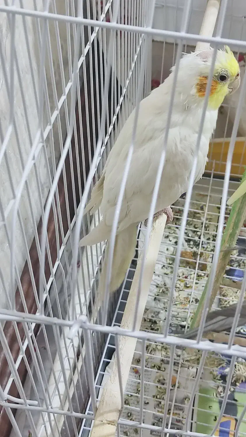 عروس هلندی|پرنده|اهر, |دیوار