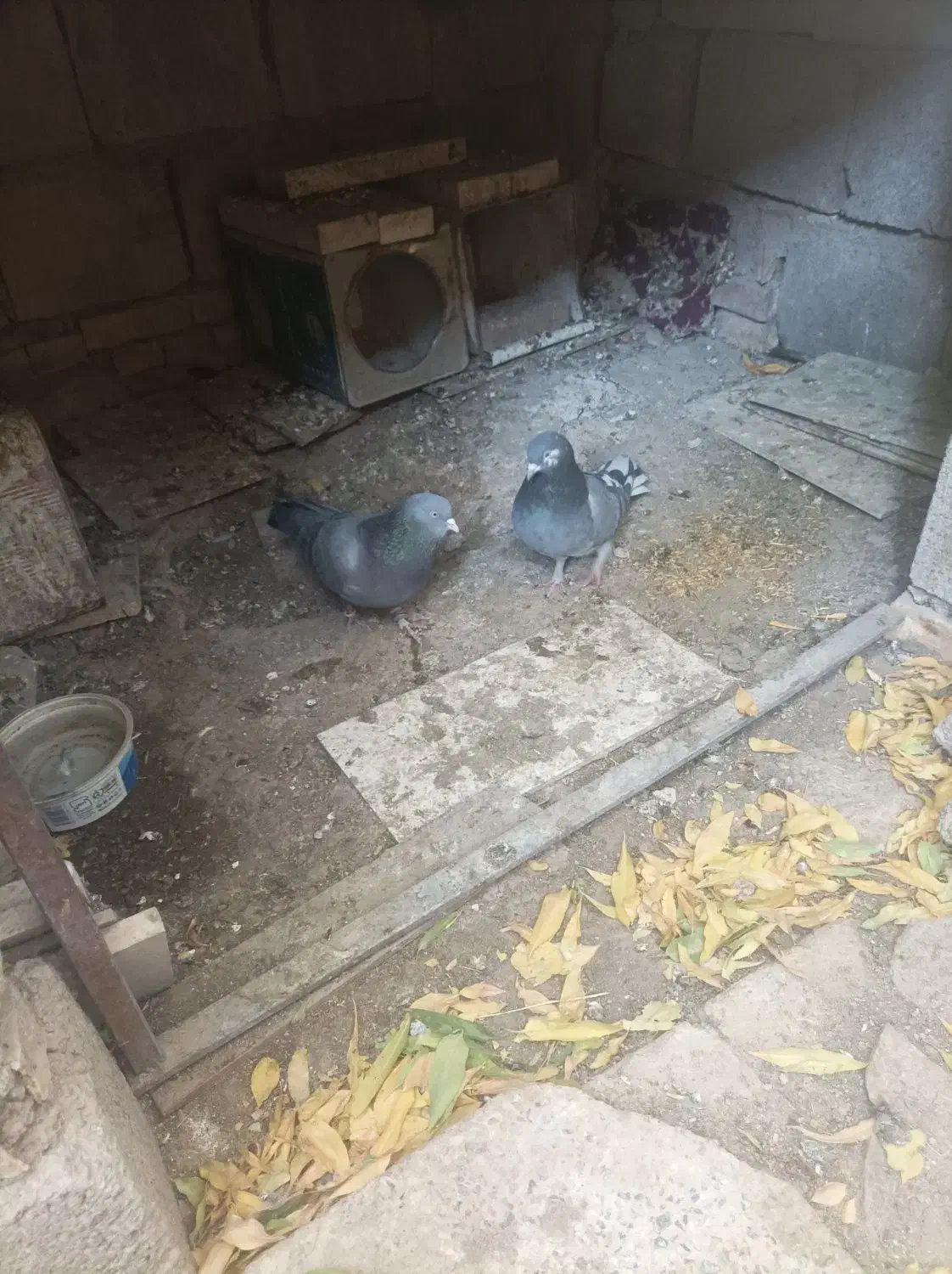 سه عدد کبوتر سبزپر|پرنده|شهرکرد, |دیوار