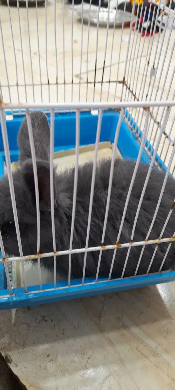 خرگوش لوپ|موش و خرگوش|قشم, |دیوار