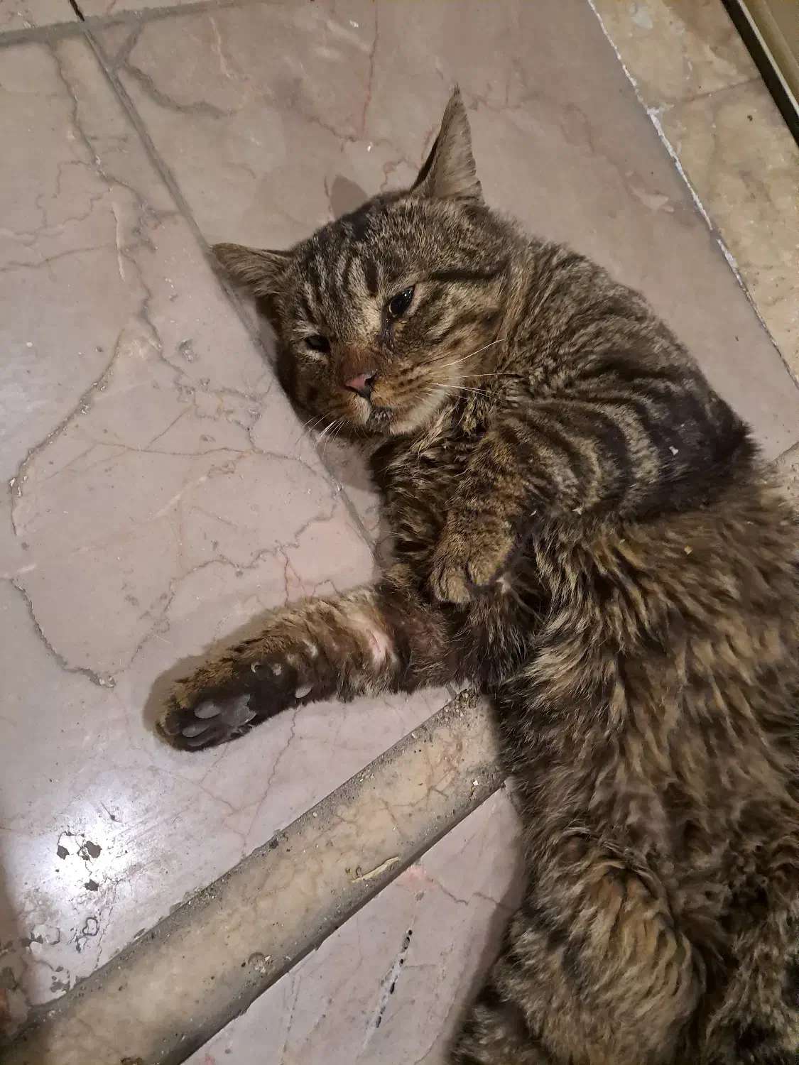 گربه گمشده|حیوانات|مشهد, دانشجو|دیوار