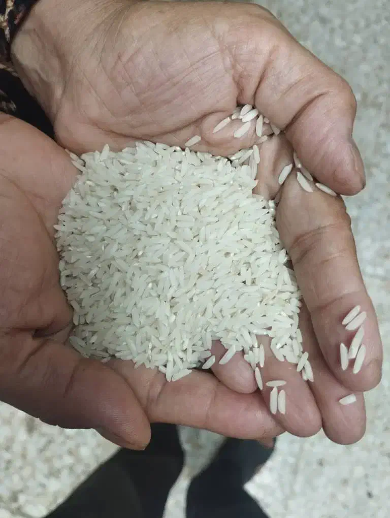 برنج هاشمی|خوردنی و آشامیدنی|رشت, رشتیان|دیوار