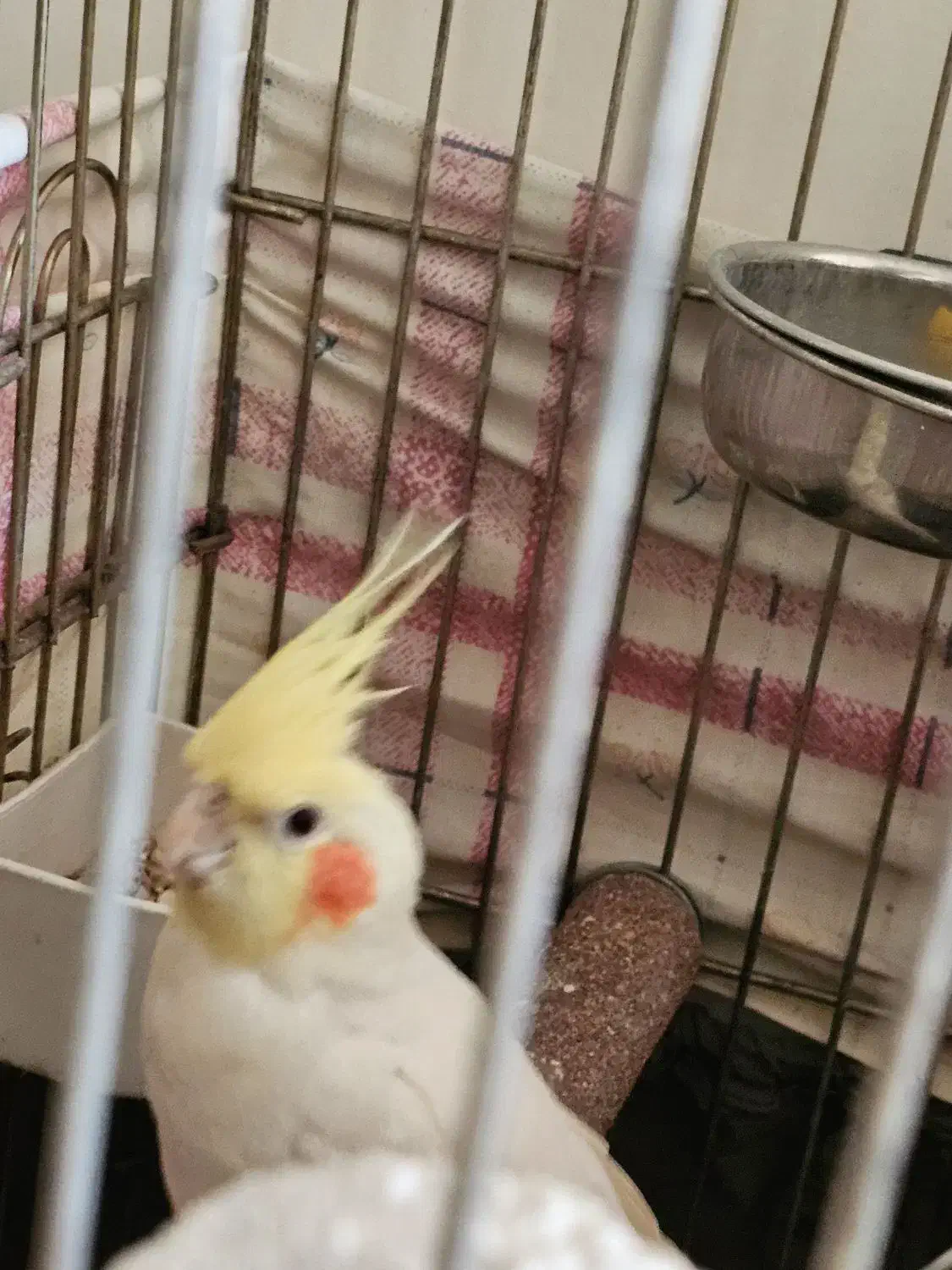 عروس هلندی یکساله رام/جوجه دون خور/رام|پرنده|هشتگرد, شهرک ایران خودرو|دیوار