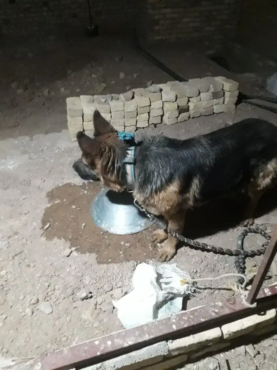 سگ گم شده|سگ|میبد, |دیوار