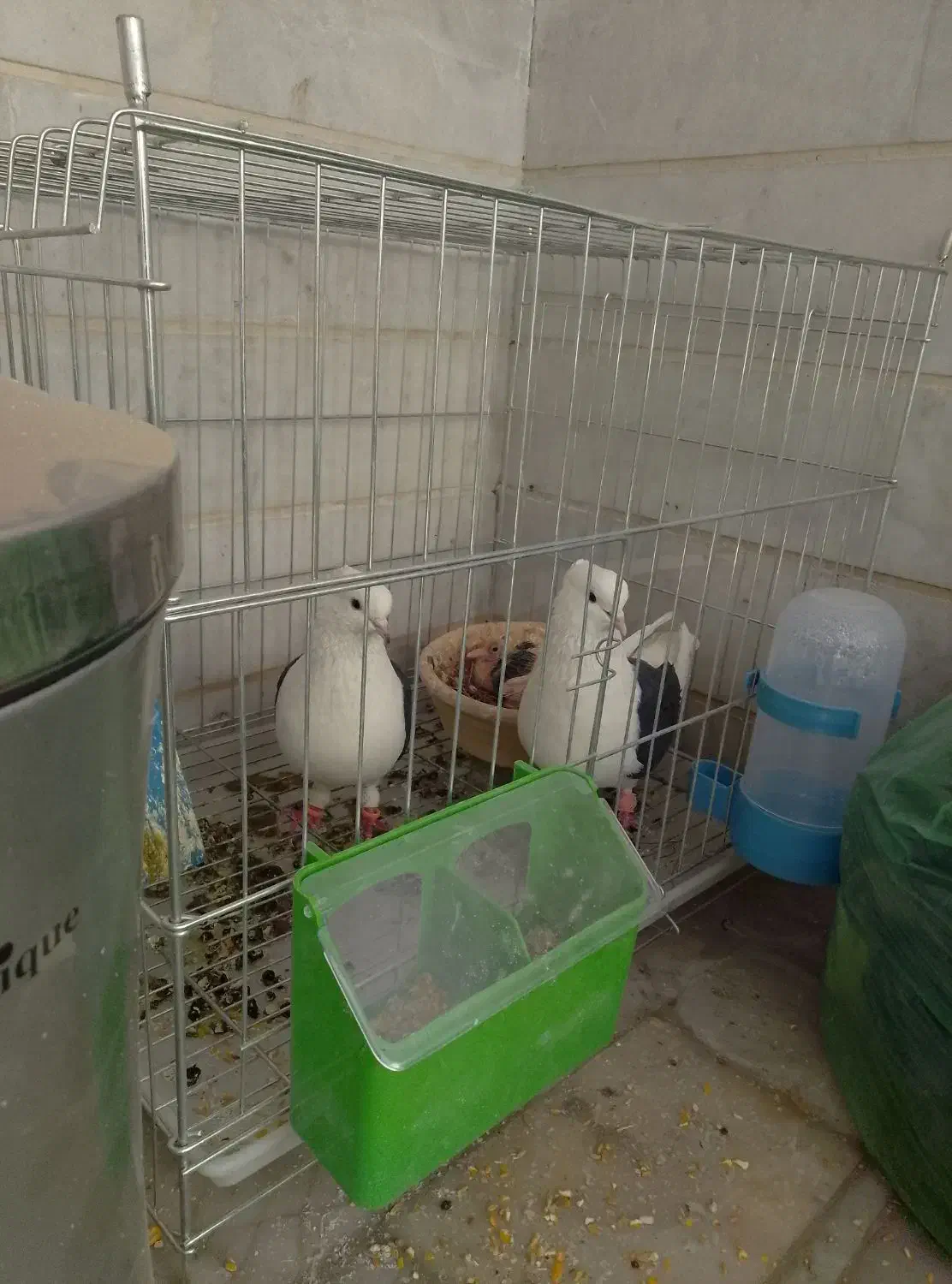 کبوتر یک جفت مهر با جوجه|پرنده|آبیک, |دیوار