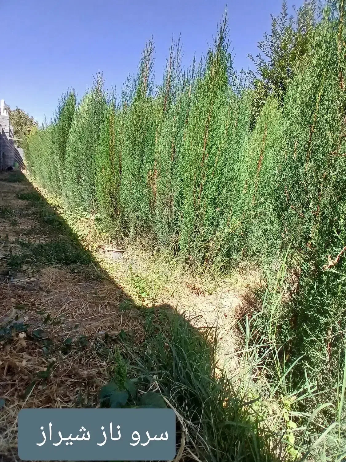 سروناز|گل و گیاه طبیعی|شیراز, دشت چنار|دیوار