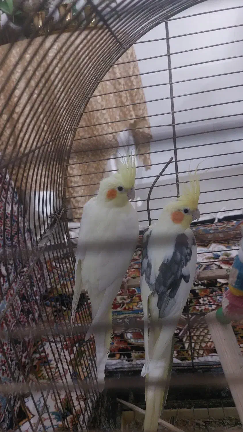 یک جفت عروس هلندی نر و ماده|پرنده|طبس, |دیوار