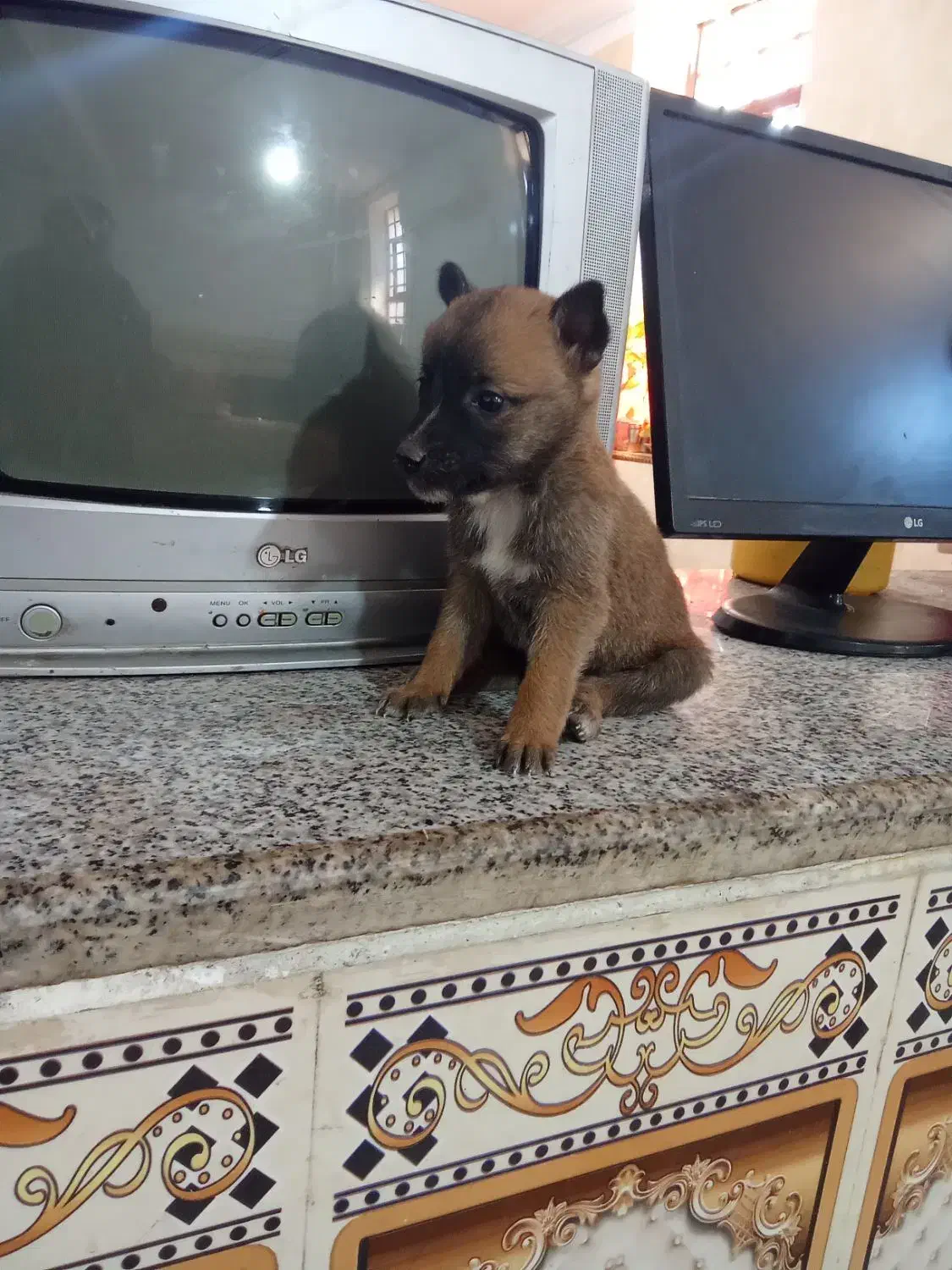 سگ مالینیوز اصل|سگ|عنبرآباد, |دیوار