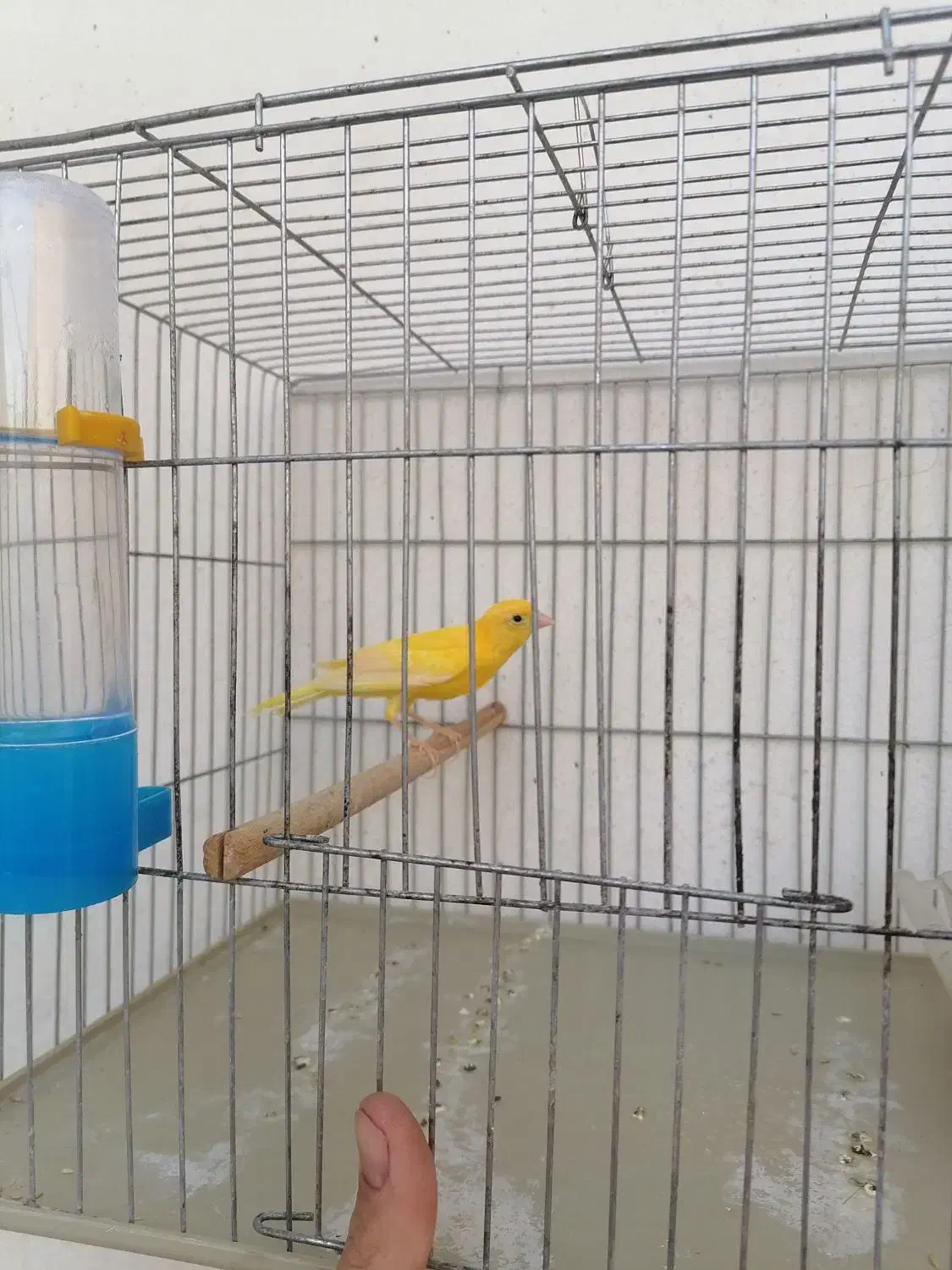 قناری دهن زن|پرنده|فسا, |دیوار