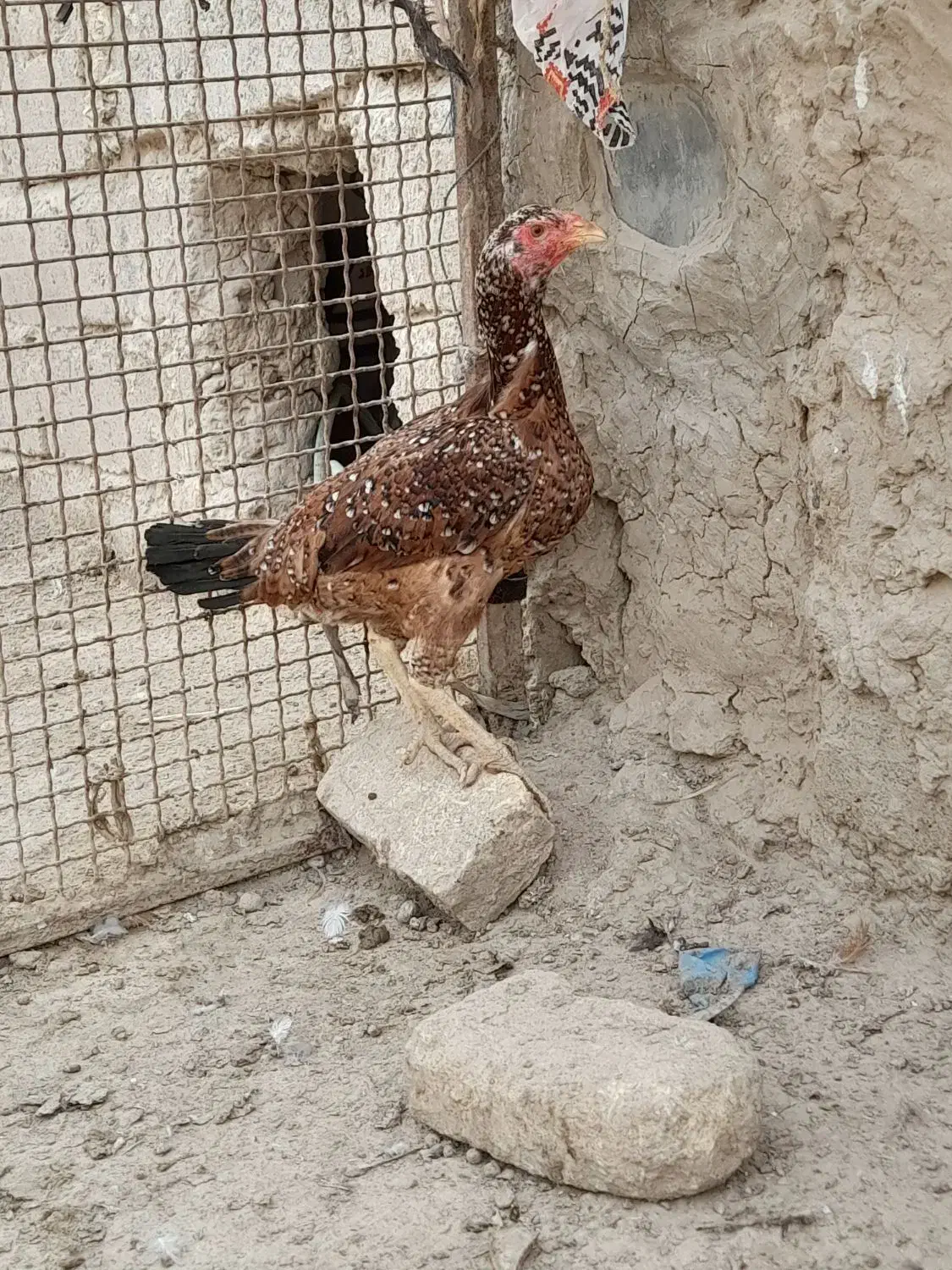 مرغ لاری|حیوانات مزرعه|جزنیک, |دیوار