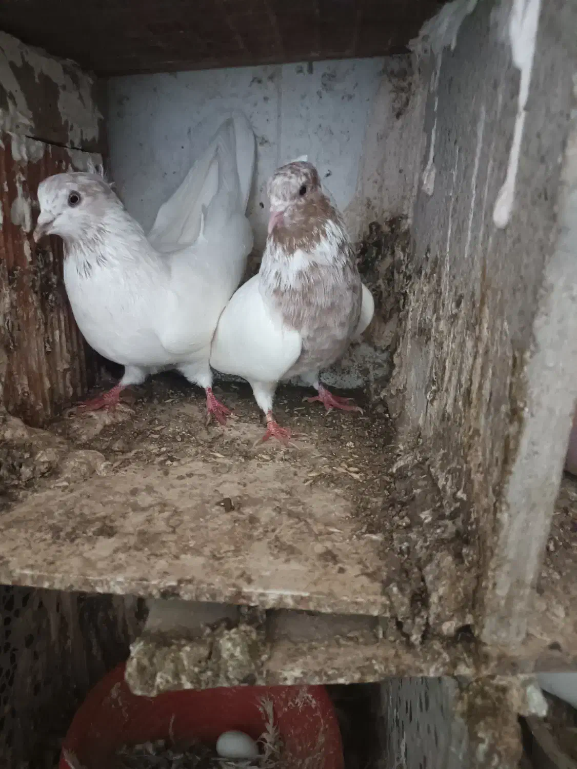 کفترپرشی|پرنده|مینودشت, |دیوار