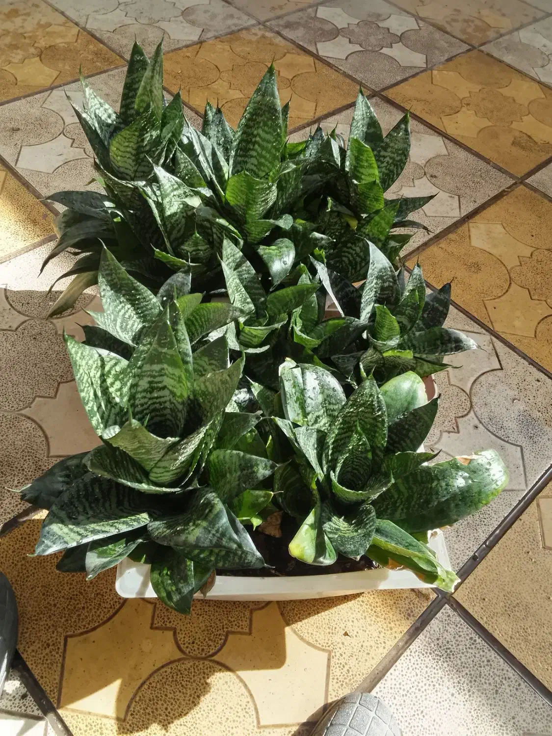 گل طبیعی|گل و گیاه طبیعی|نیشابور, دارایی|دیوار