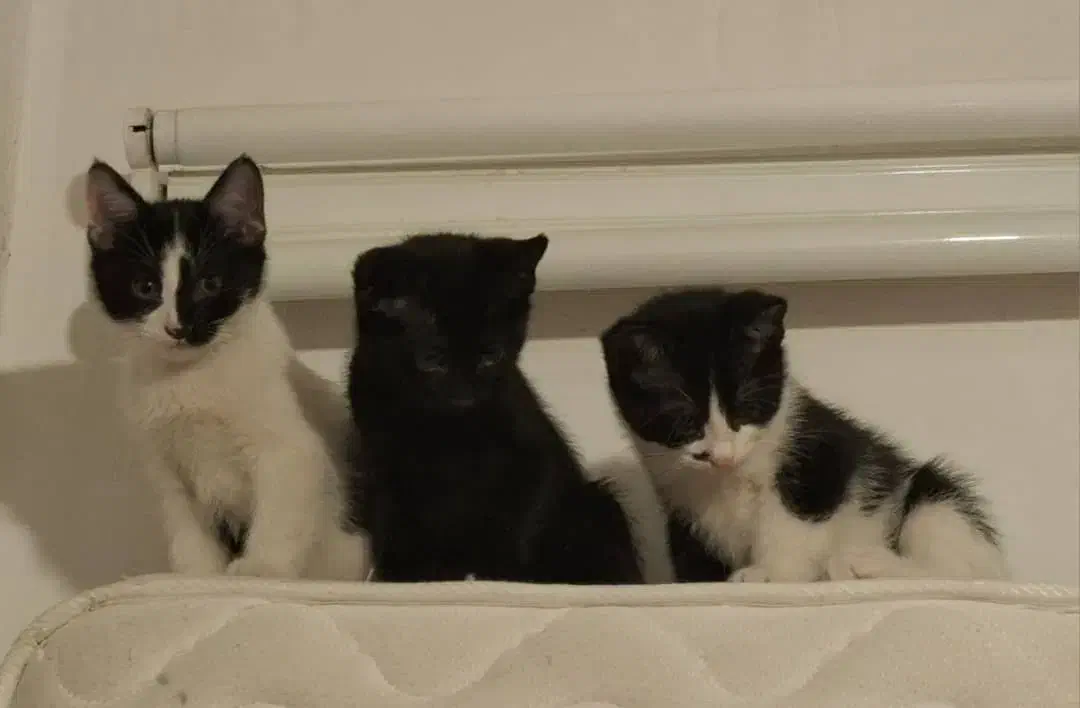 واگذاری بچه گربه|گربه|اصفهان, باغ کاران|دیوار