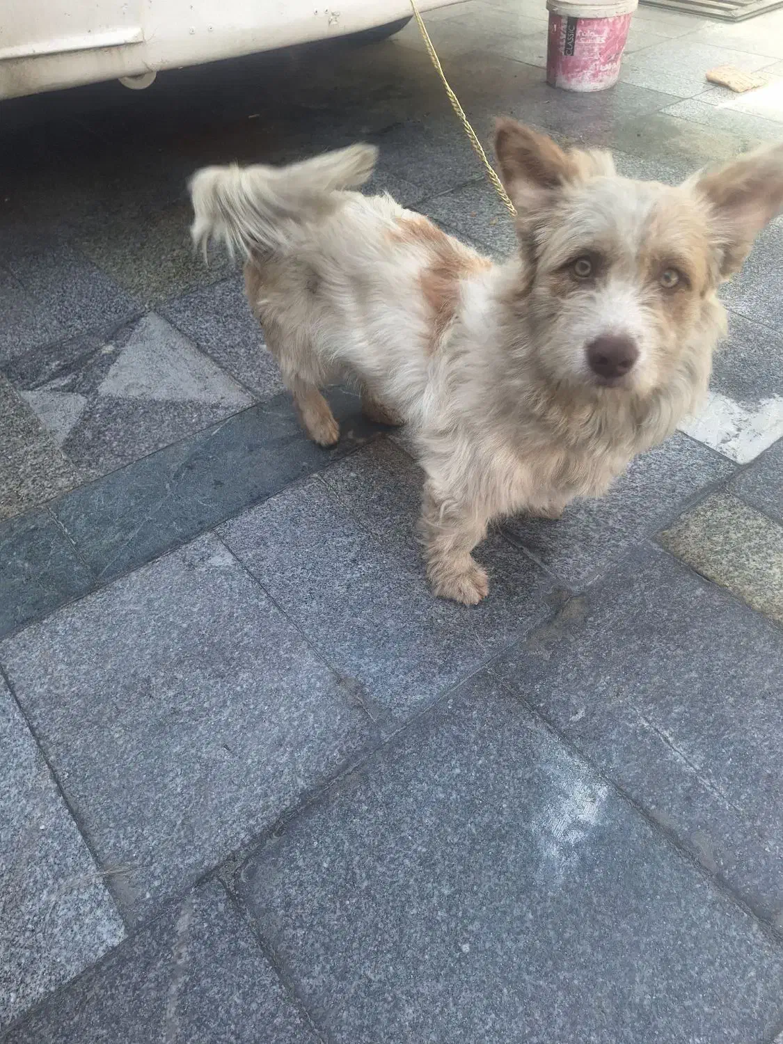 سگه|سگ|مشهد, فدک|دیوار