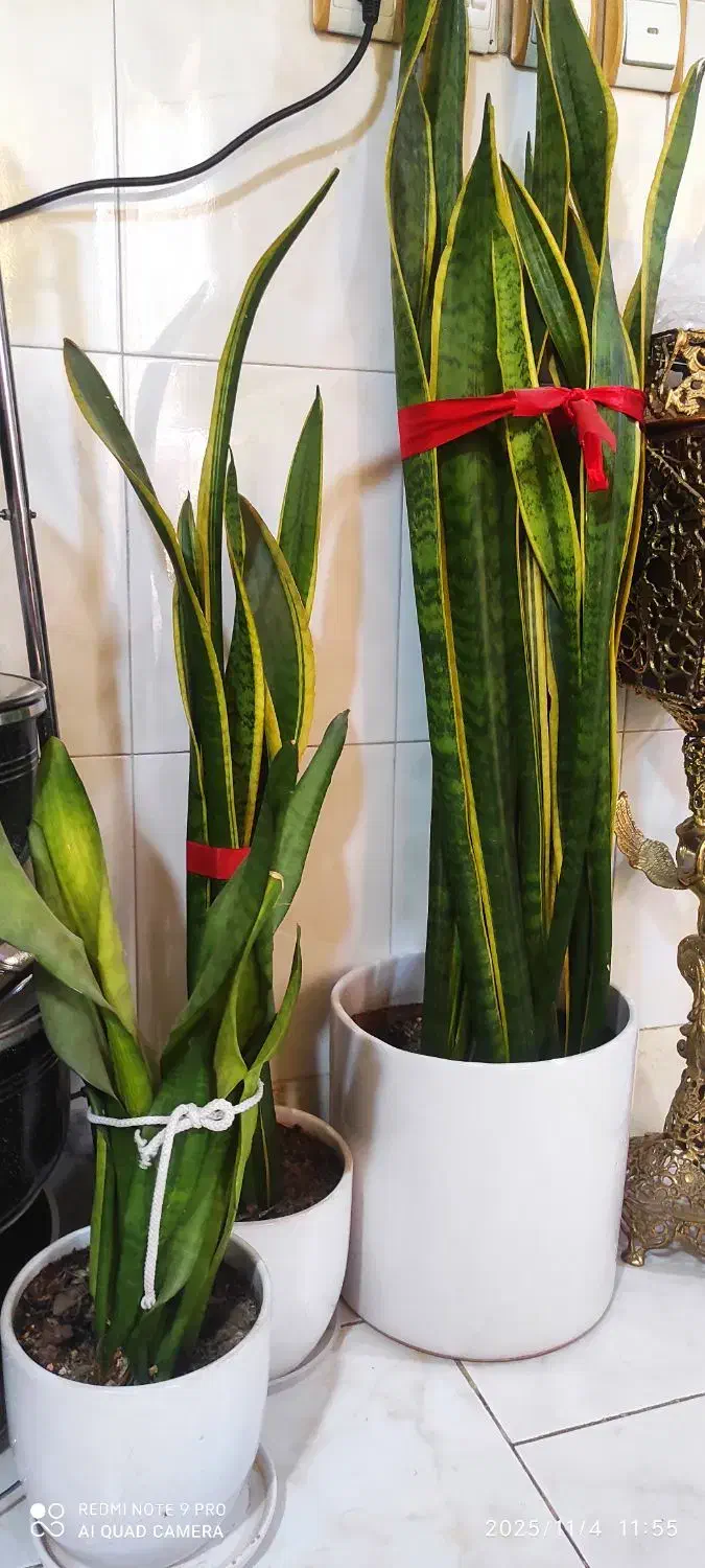 سه عدد گل سانسوریا با گلدان و زیر گلدانی|گل و گیاه طبیعی|بهارستان, |دیوار