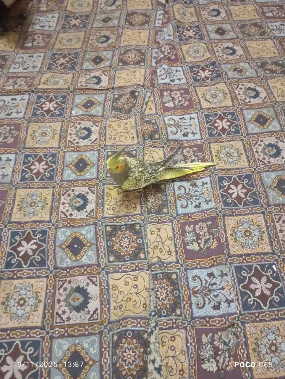 جوجه عروس هلندی 5ماهه|پرنده|قنوات, |دیوار