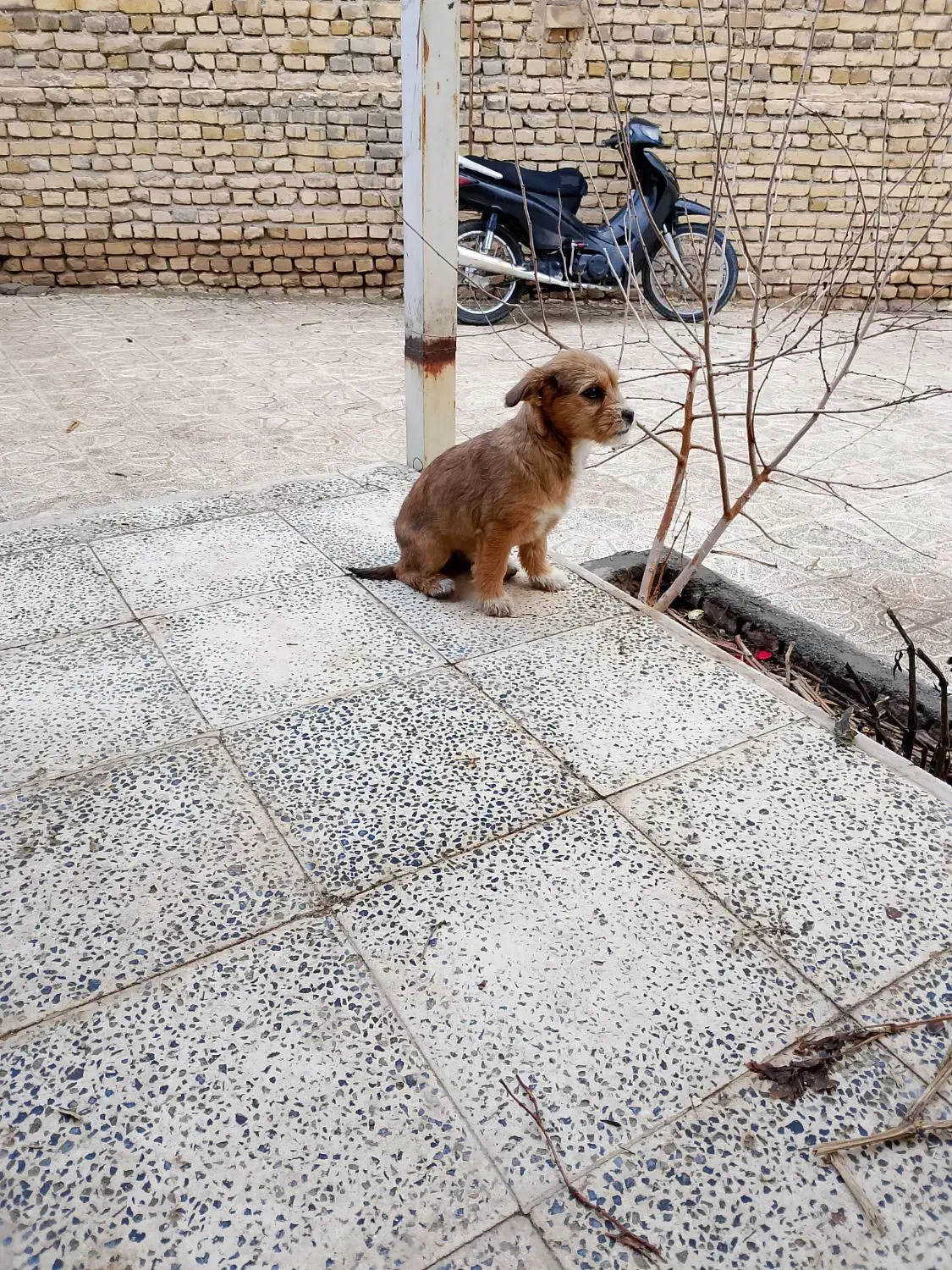 پاپی،لوسی|سگ|تربت‌حیدریه, بالا ولایت|دیوار