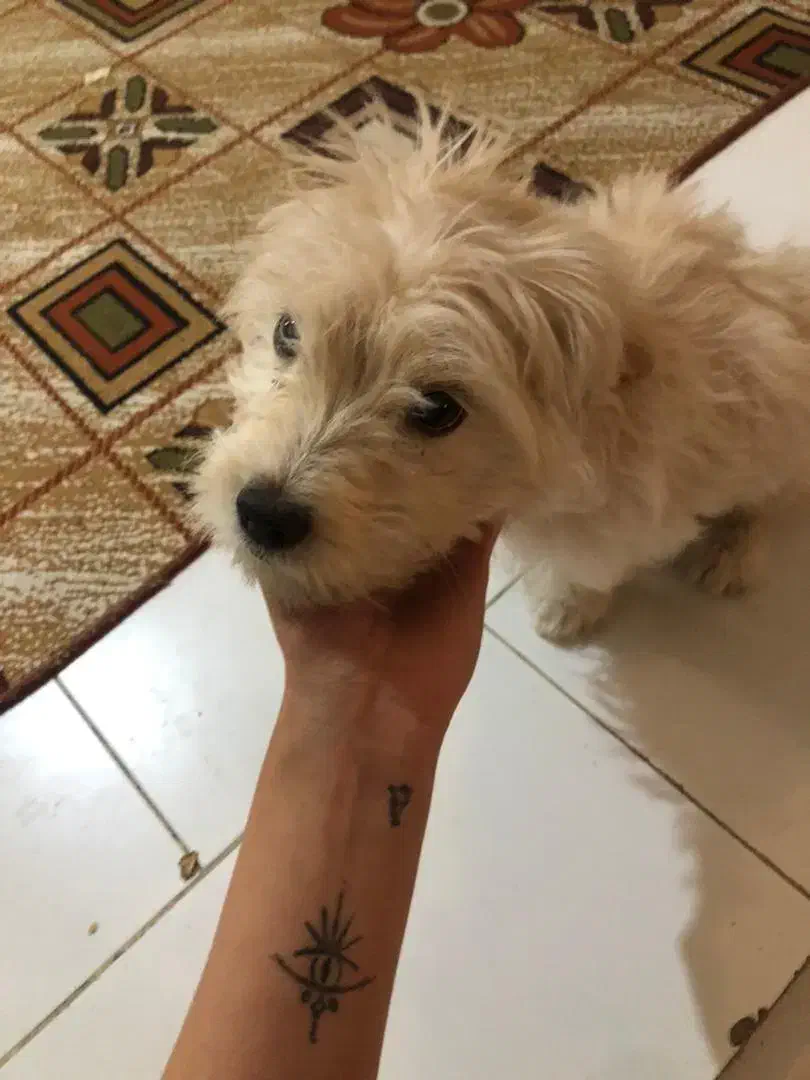 واگزاری سگ شیتزو|سگ|بابل, |دیوار