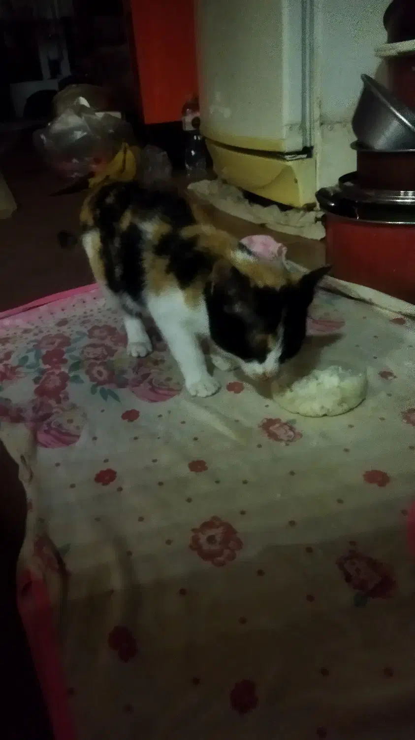 واگذاری بچه گربه|گربه|لشت نشا, |دیوار