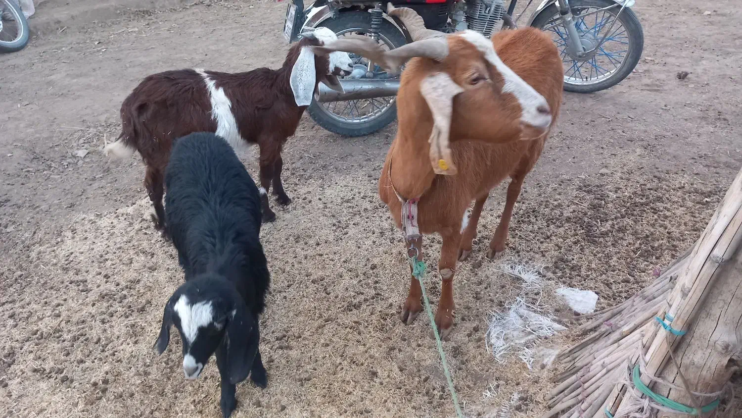 مراوه تپه گوگدره|حیوانات مزرعه|مراوه, |دیوار