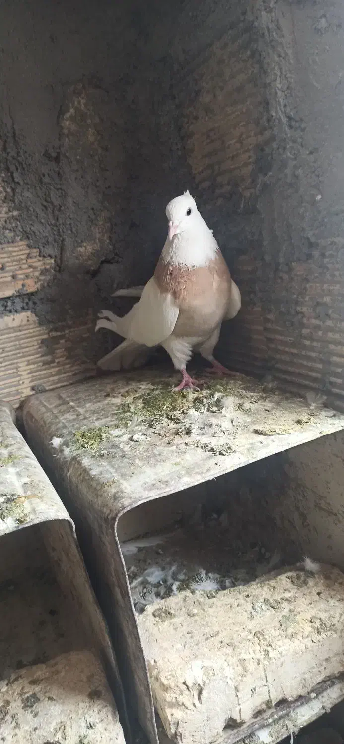 کبوتر|پرنده|باغ بهادران, |دیوار