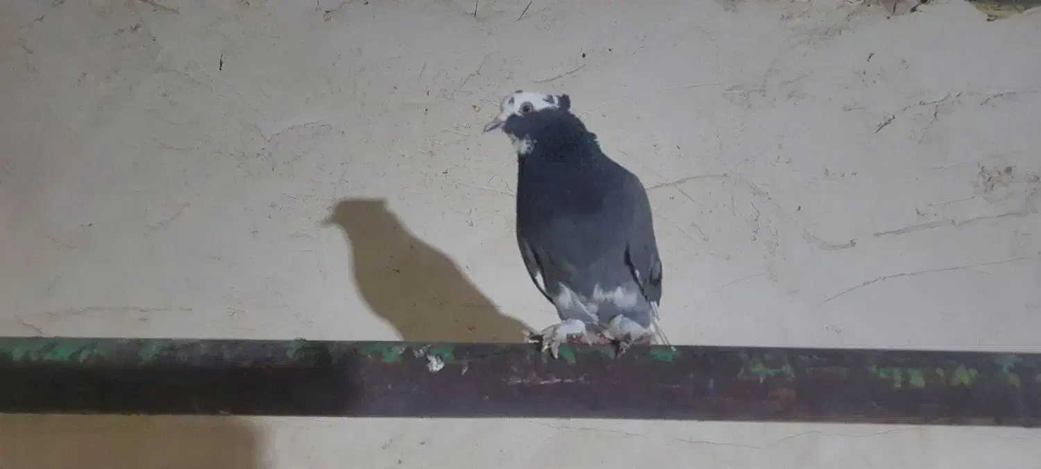 کفتر پرشی|پرنده|رباط‌کریم, نصیرشهر|دیوار