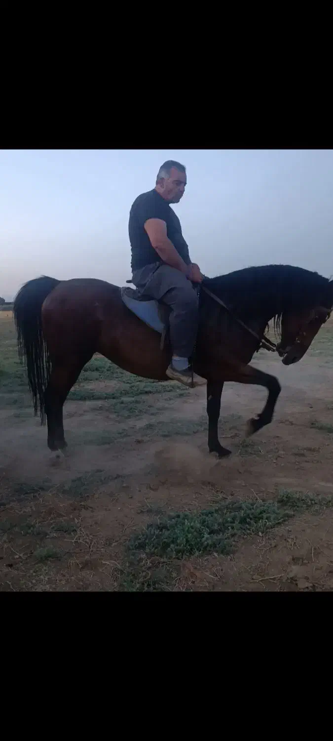 اسب کورد آذر|اسب و تجهیزات اسبسواری|میاندوآب, |دیوار