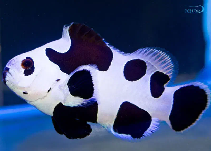 ABSHORماهی دلقک  آب شور|ماهی|تهران, جوادیه تهرانپارس|دیوار