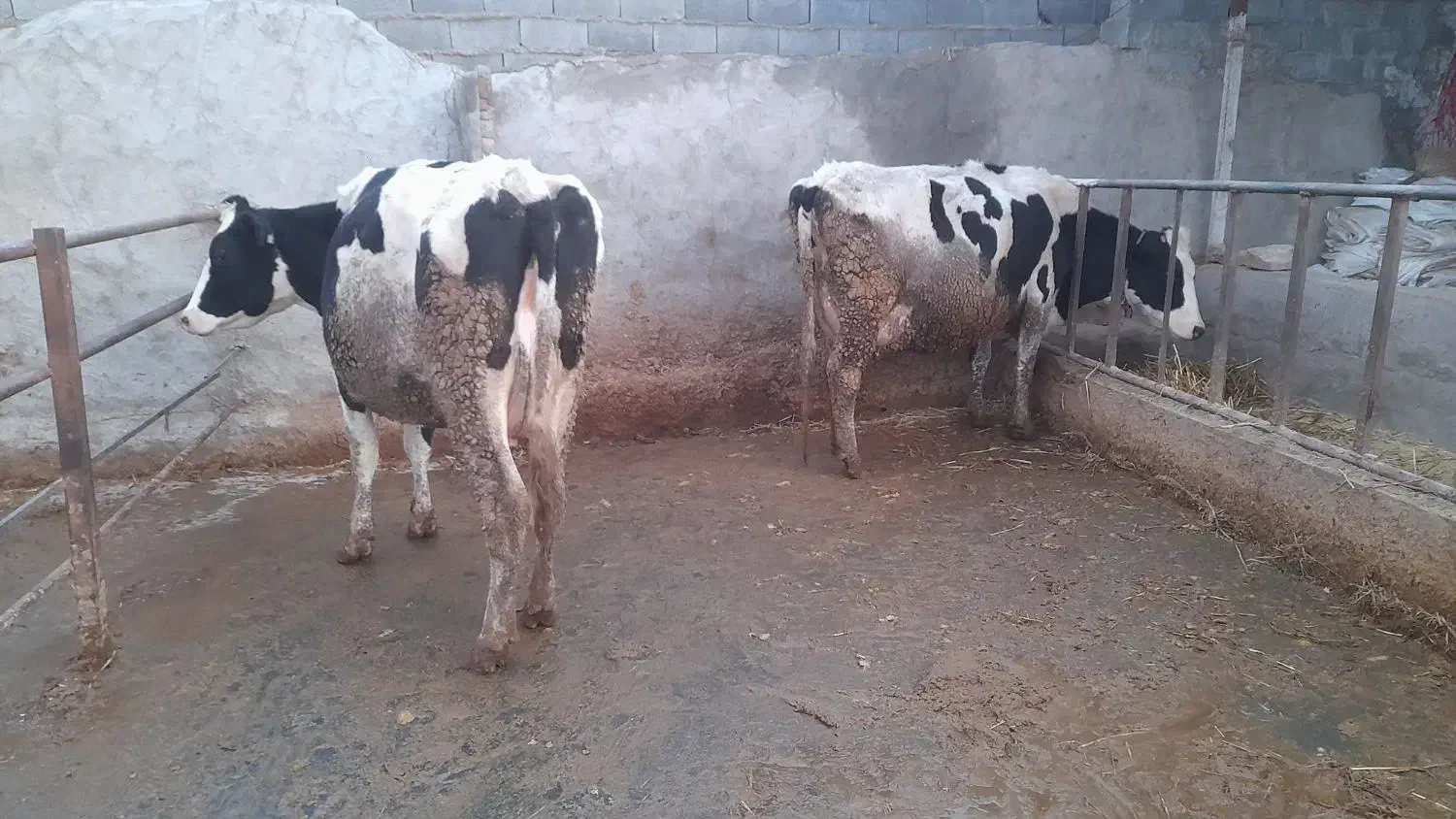 گاوشیری|حیوانات مزرعه|فاروج, |دیوار