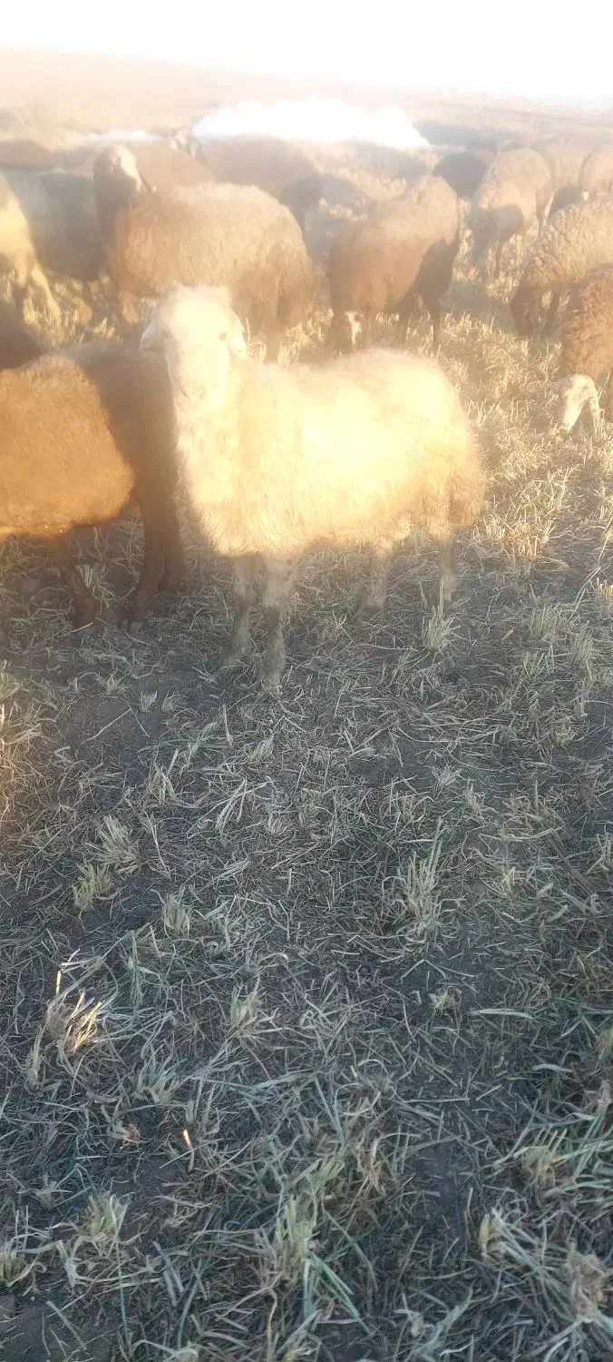 توغلی|حیوانات مزرعه|ثمرین, |دیوار