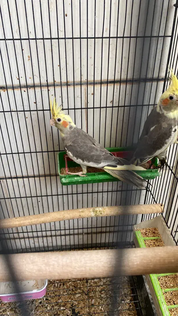 عروس هلندی|پرنده|لامرد, |دیوار