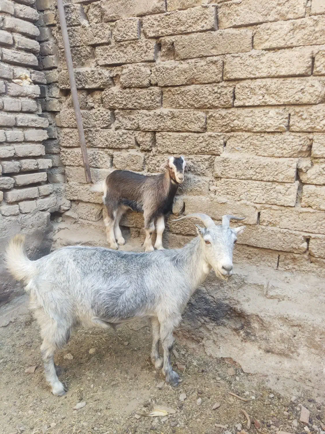 بز بزغاله بزماده بزنر بره میش قوچ|حیوانات مزرعه|ابریشم, |دیوار