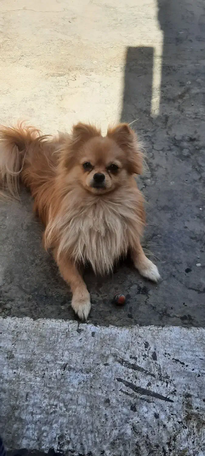 حیوان خانگی|سگ|کرج, شهرک سهرابیه|دیوار