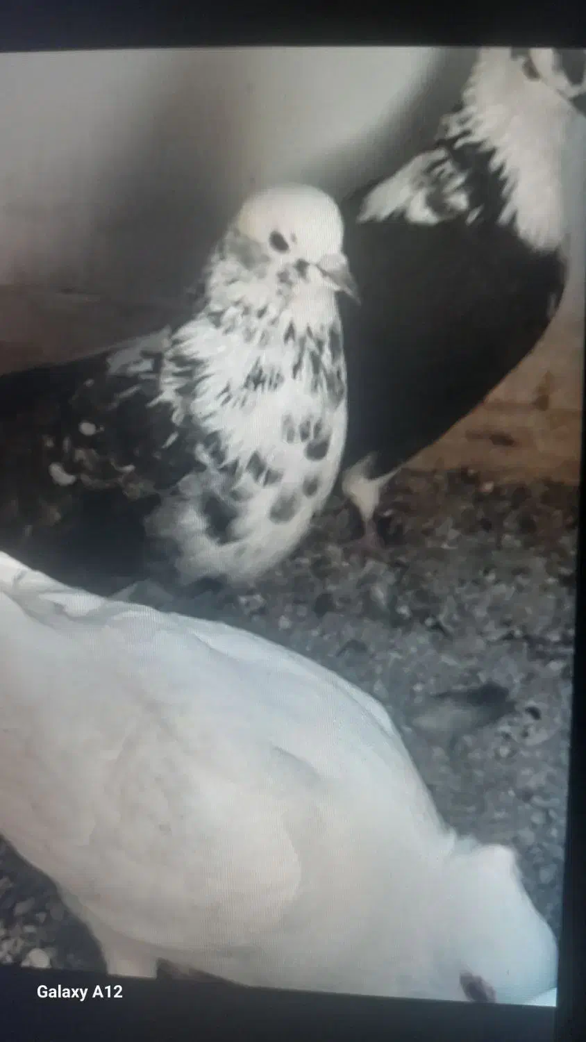 کفتر|پرنده|اشکذر, |دیوار