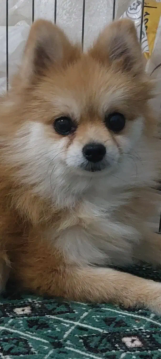 پامر روباهی ماده آماده جفتگیری|سگ|صحنه, |دیوار