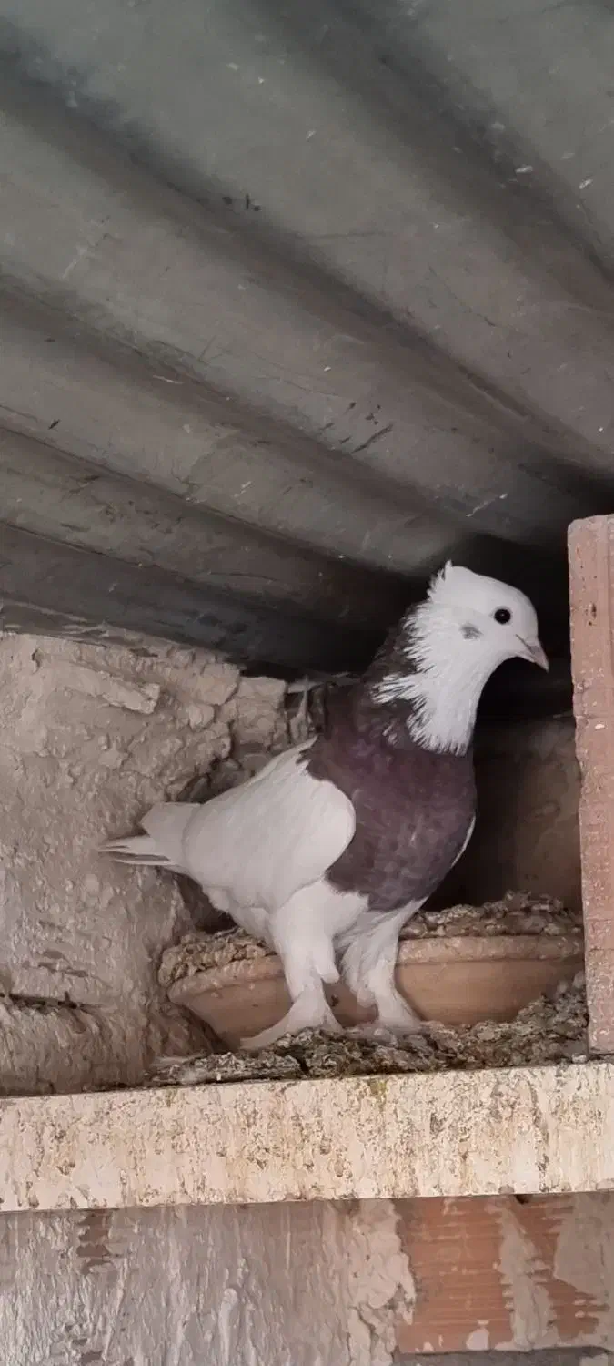 طوقی موش پا گمشده|پرنده|مرند, |دیوار