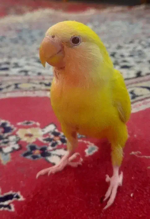 گمشده طوطی برزیلی|حیوانات|شیراز, تندگویان|دیوار