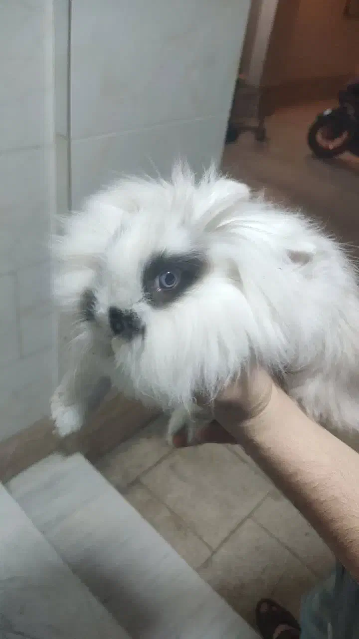 خرگوش سفید لوپ اسکاتلندی|موش و خرگوش|ورامین, ورامین|دیوار