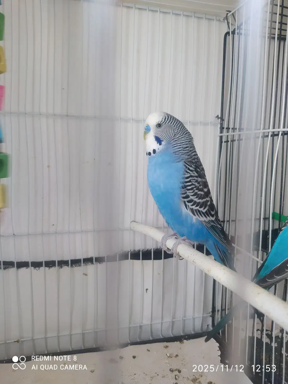 مرغ عشق انگلسی جفتی 400|پرنده|تربت جام, یحیی آباد|دیوار