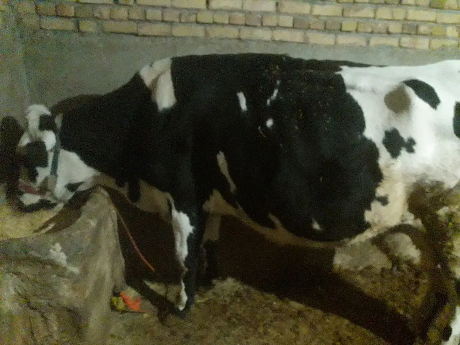 گاو و گوساله ماده سیمینتال|حیوانات مزرعه|هرسین, |دیوار