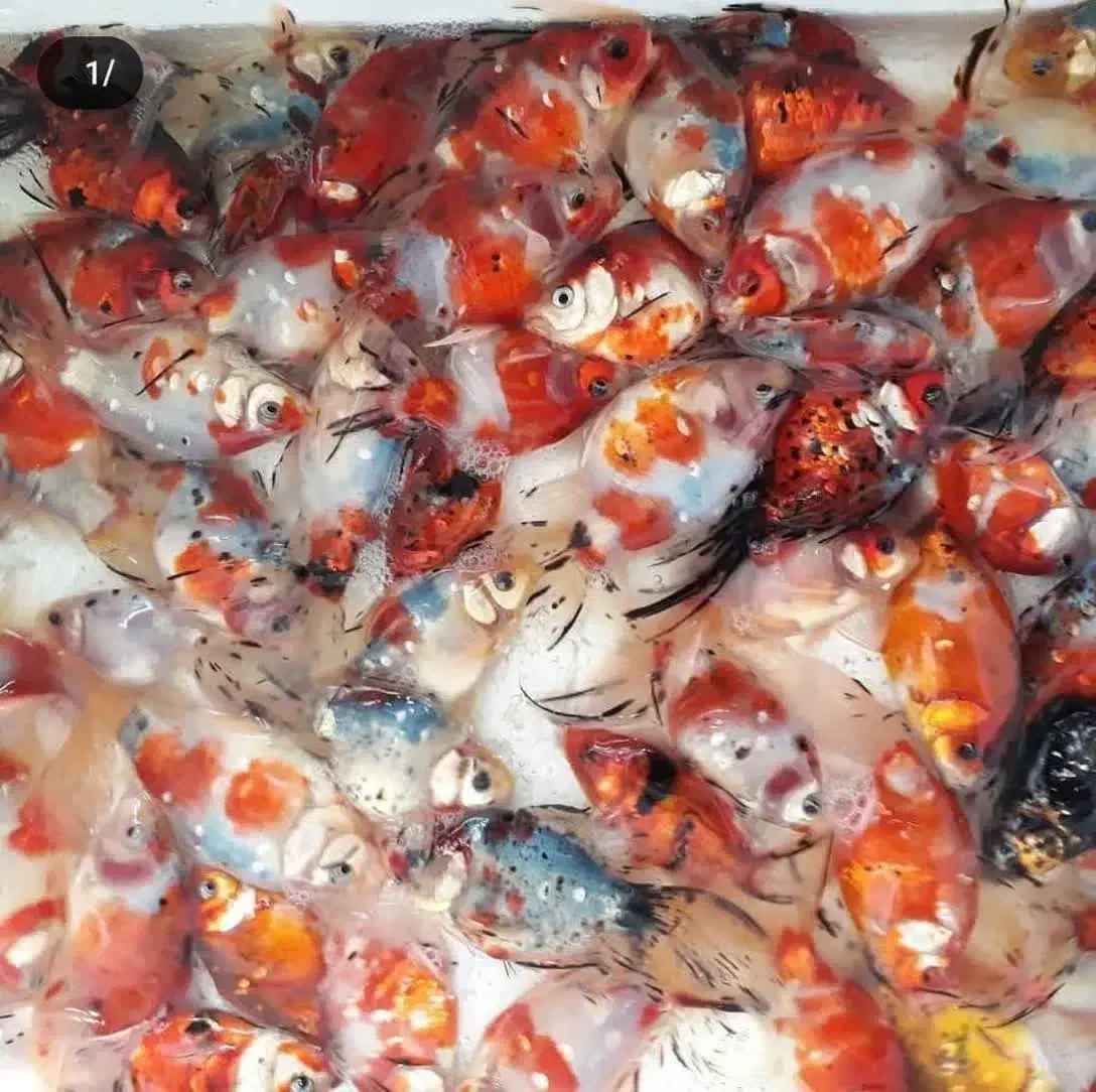 ماهی قرمز|ماهی|قم, لسانی|دیوار